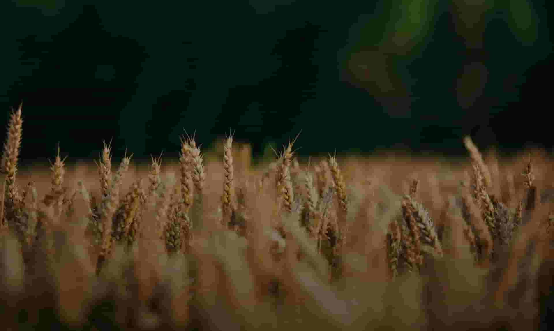 Golden wheat field in sunlight with a green forest background.