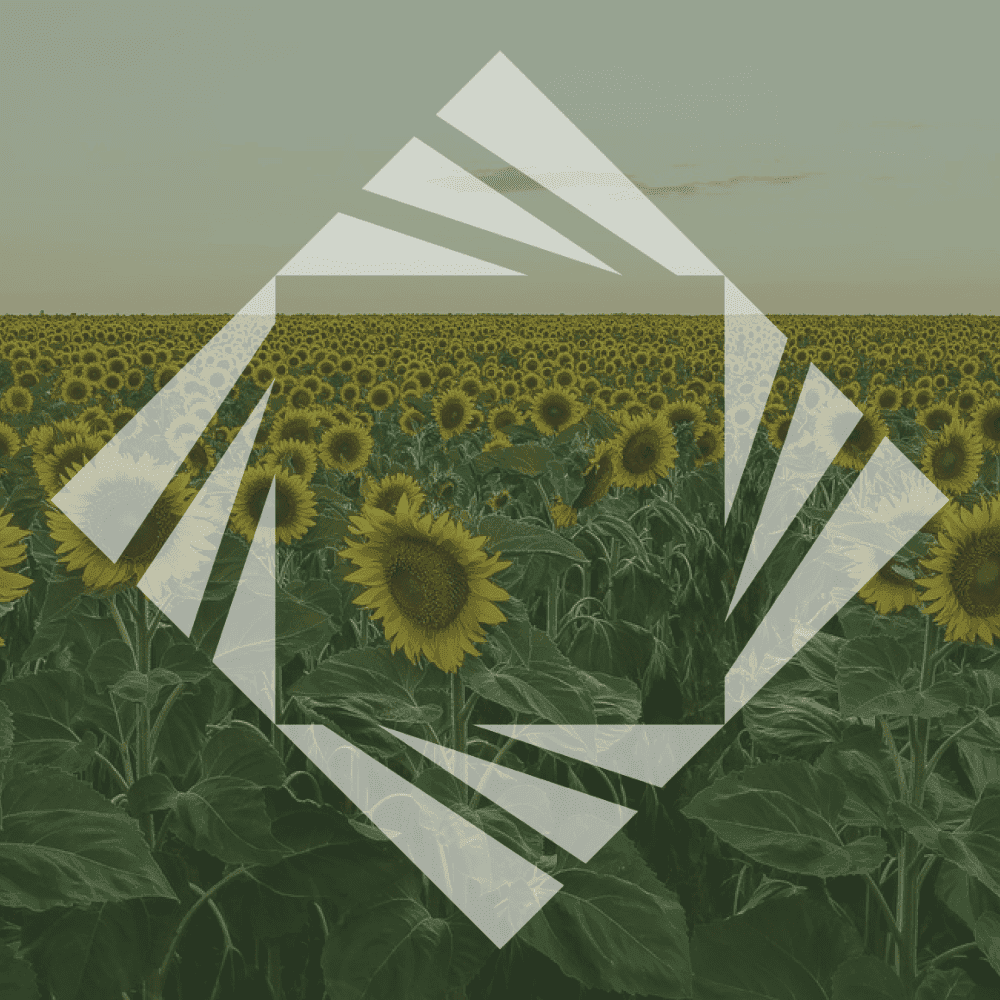 sunflower stock photo