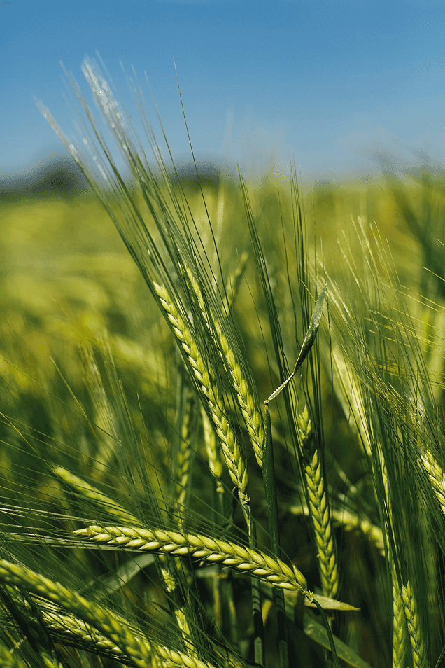 green wheat field closeup
