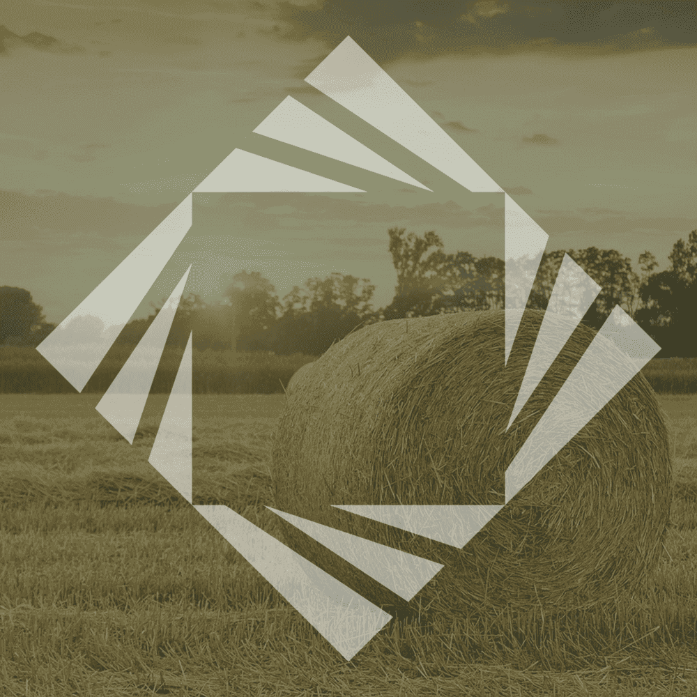 field with logo golden wheat 