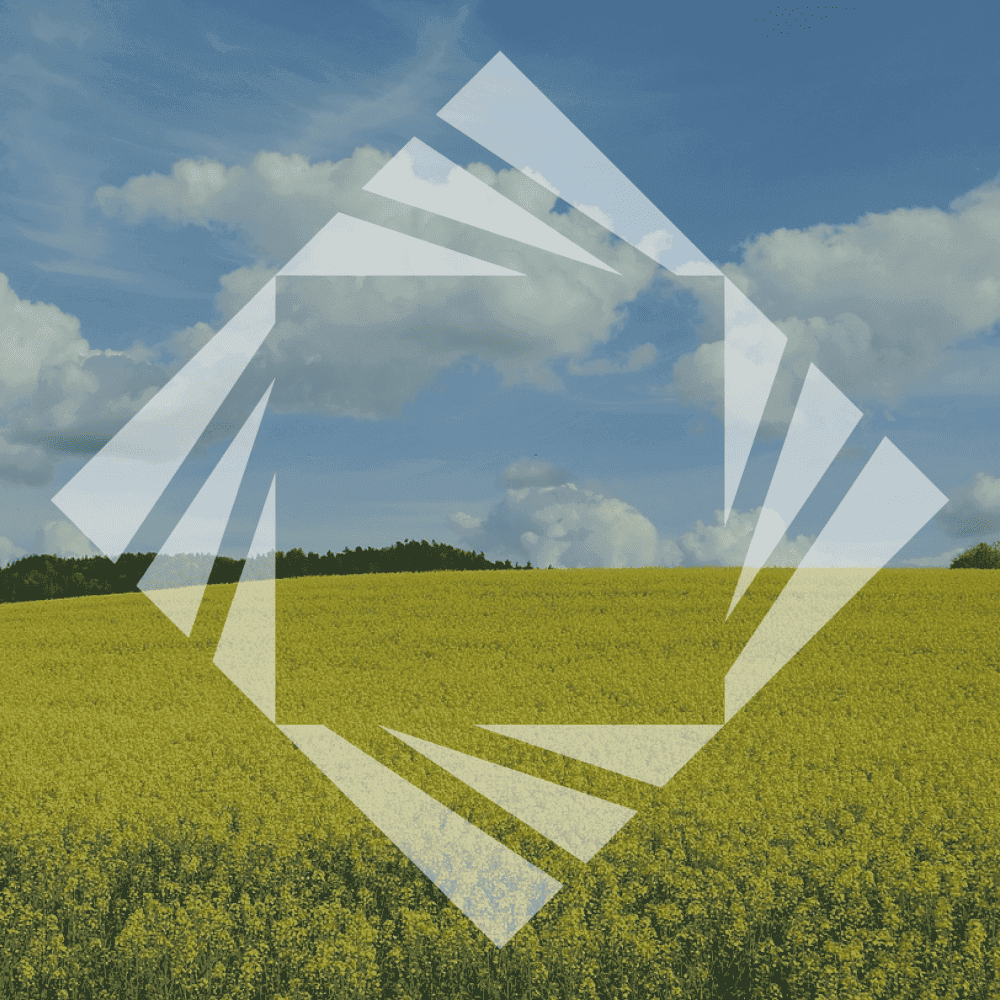 blooming field stock photo