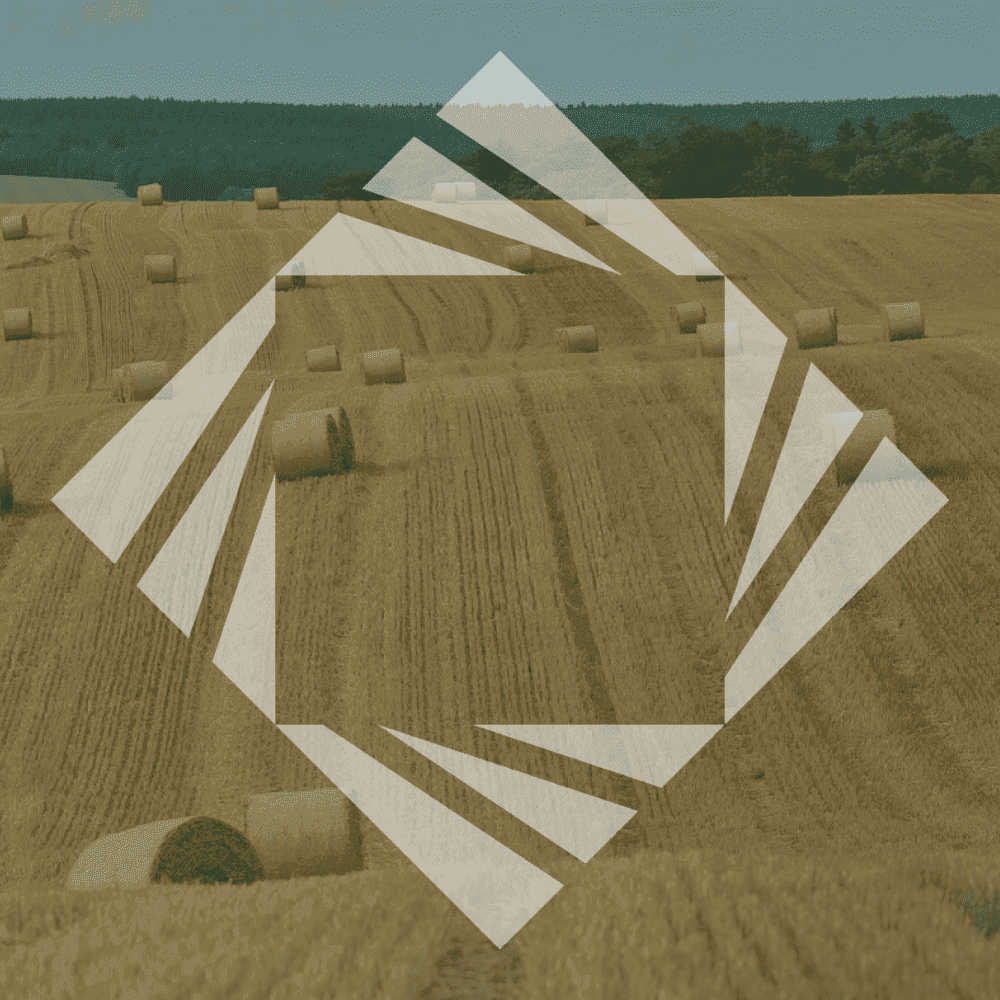 autumn field golden