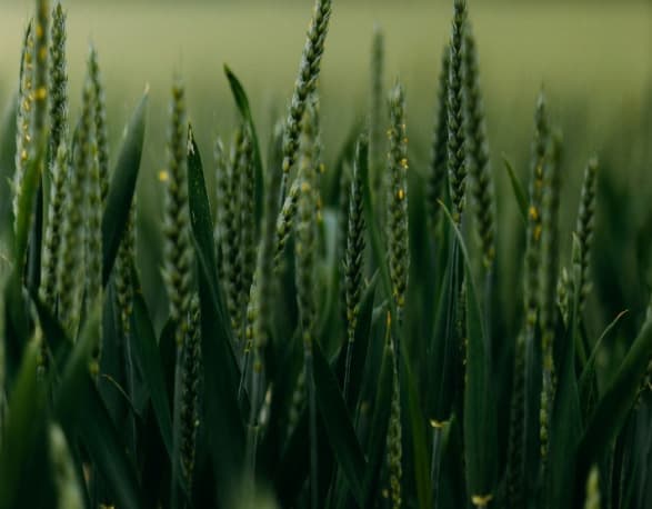 Close-up of green wheat stalks in a field.