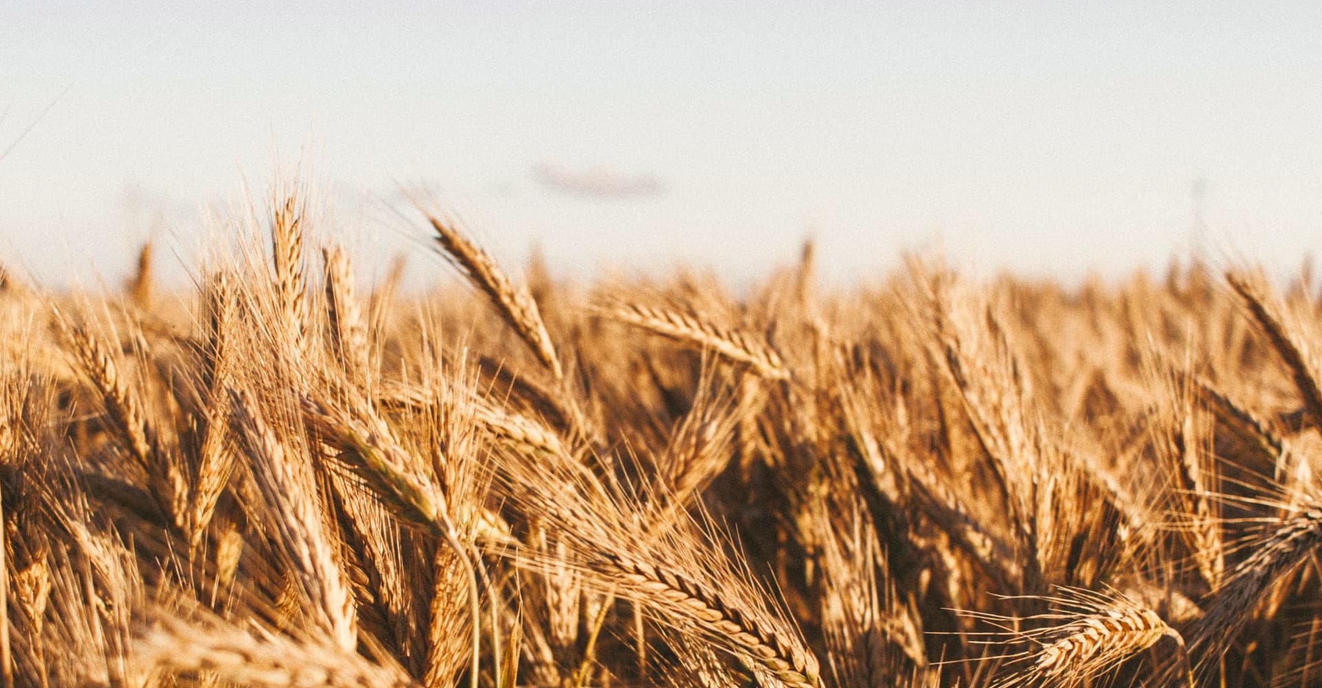 Golden wheat field under a clear sky.