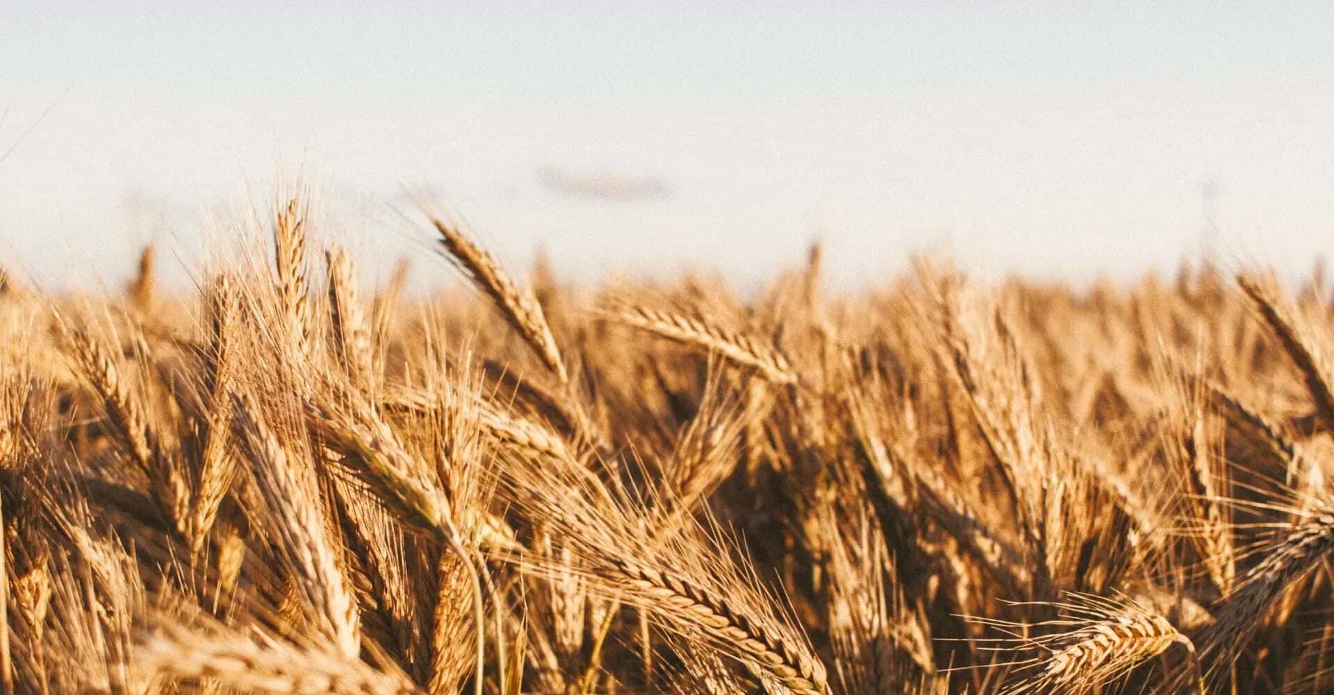 Golden wheat field under a clear sky.