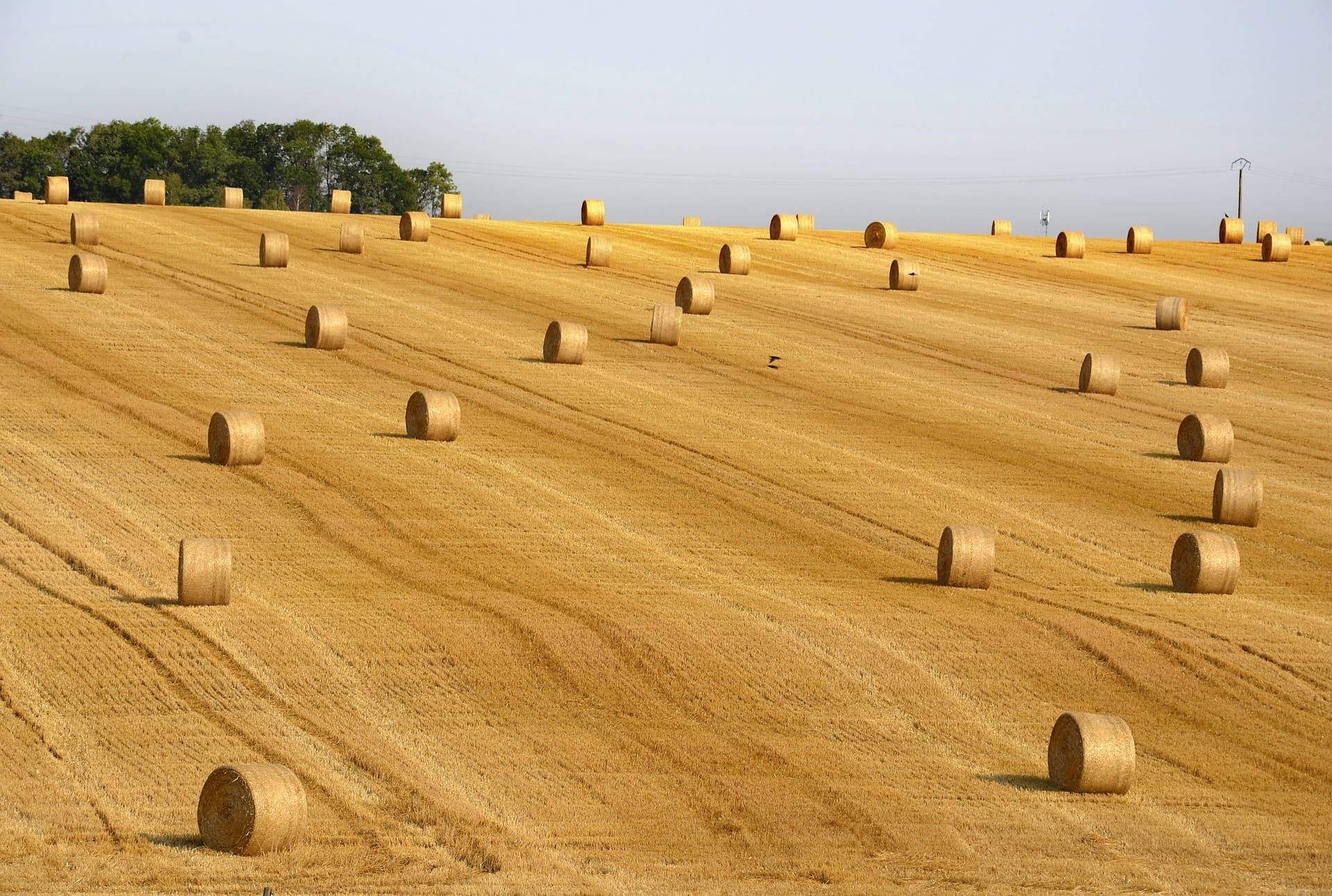harvest field stock photo