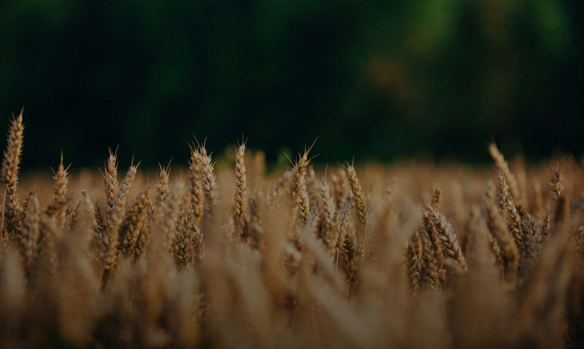 Golden wheat field in sunlight with a green forest background.