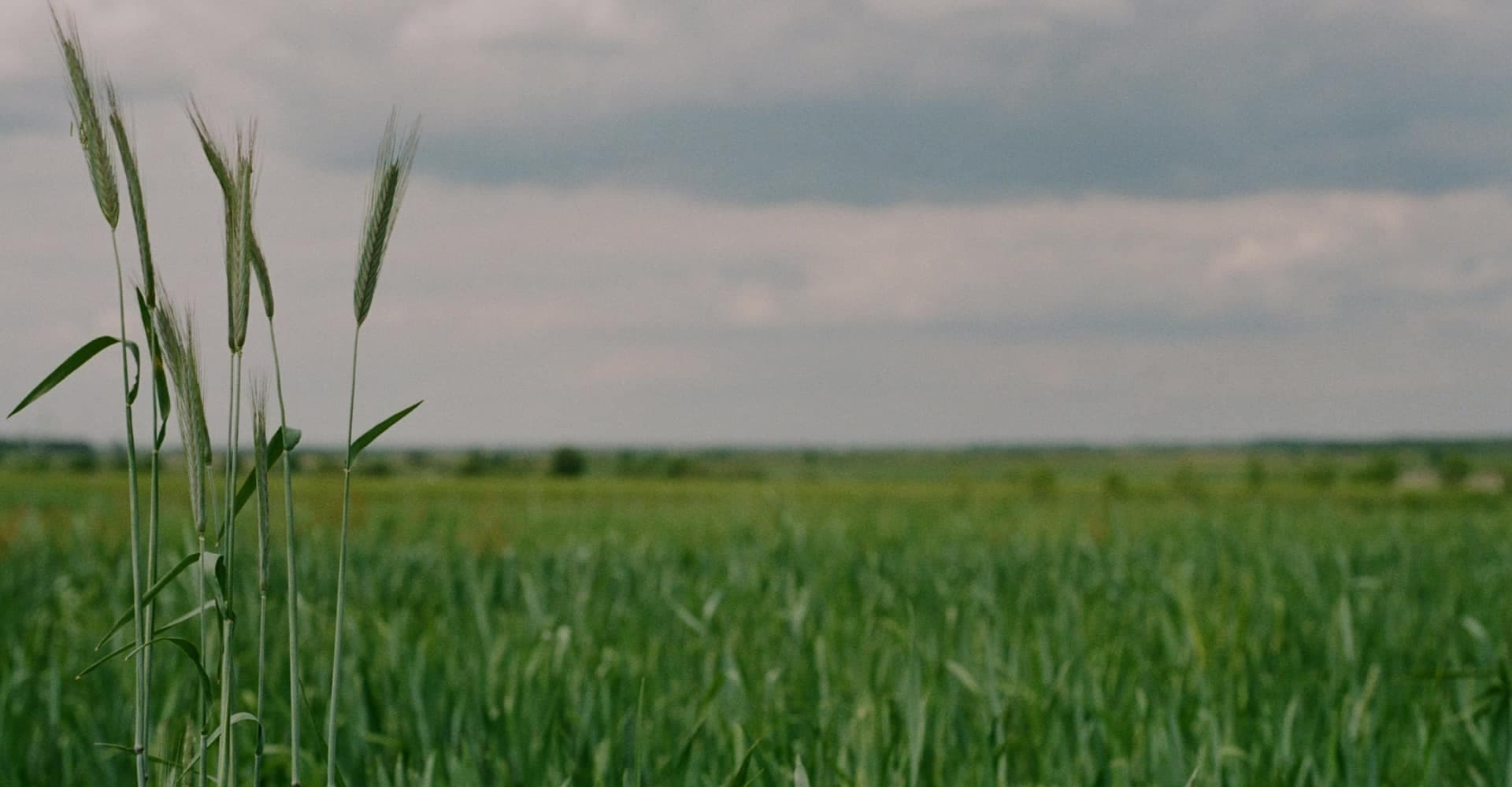 Tall grass in a lush green field under a cloudy sky.